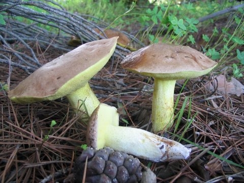 Suillus mediterraneensis?